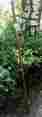 602-3000-1011 Bpt3-br Brazos Walking Sticks Stick 55 Twisted Oak-red Made In The Usa