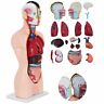 Jxmx85cmrtqgjpmx1v0 Vevor Anatomical Anatomy Teaching Model Tall Human Torso 739210164683