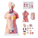 Vevor Anatomical Human Torso Body Model Anatomy Internal Organ 18" 23 Parts. Fixed Price $56.99.
