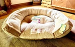 Orthopedic Bed For Med-large Dogs Medical Grade High Density Foam. Fixed Price $175.00.