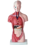 Vevor Anatomical Human Torso Body Model Anatomy Internal Organ 11" 15 Parts. Fixed Price $39.99.