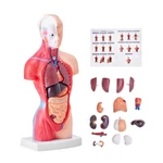 Vevor Anatomical Human Torso Body Model Anatomy Internal Organ 11" 15 Parts. Fixed Price $21.39.