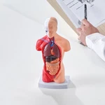 Vevor Anatomical Human Torso Body Model Anatomy Internal Organ 11" 15 Parts. Fixed Price $29.24.