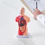 Vevor Anatomical Human Torso Body Model Anatomy Internal Organ 11" 15 Parts. Fixed Price $29.24.